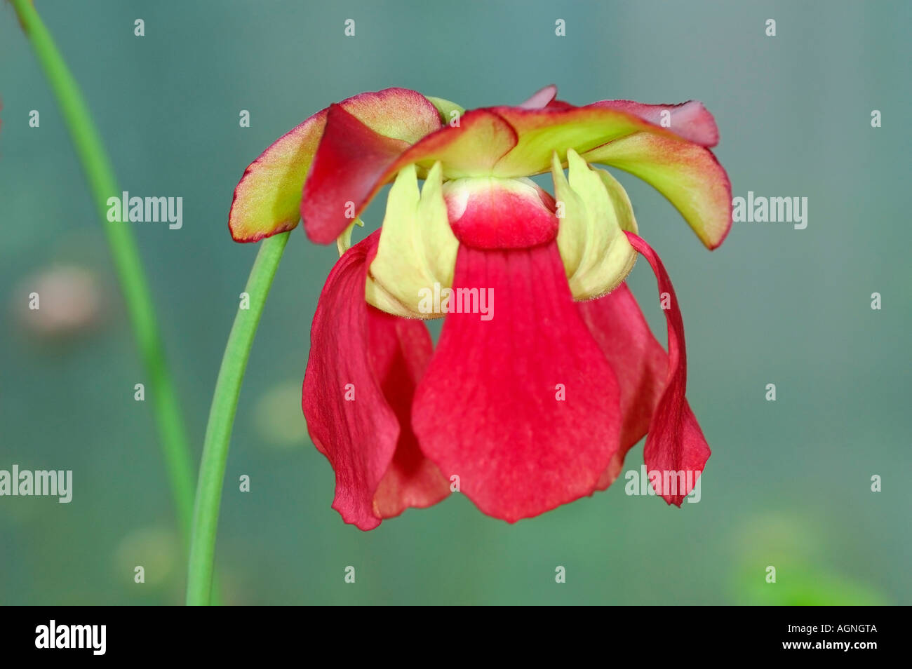 Red pitcher plant Sarracenia rubra Stock Photo