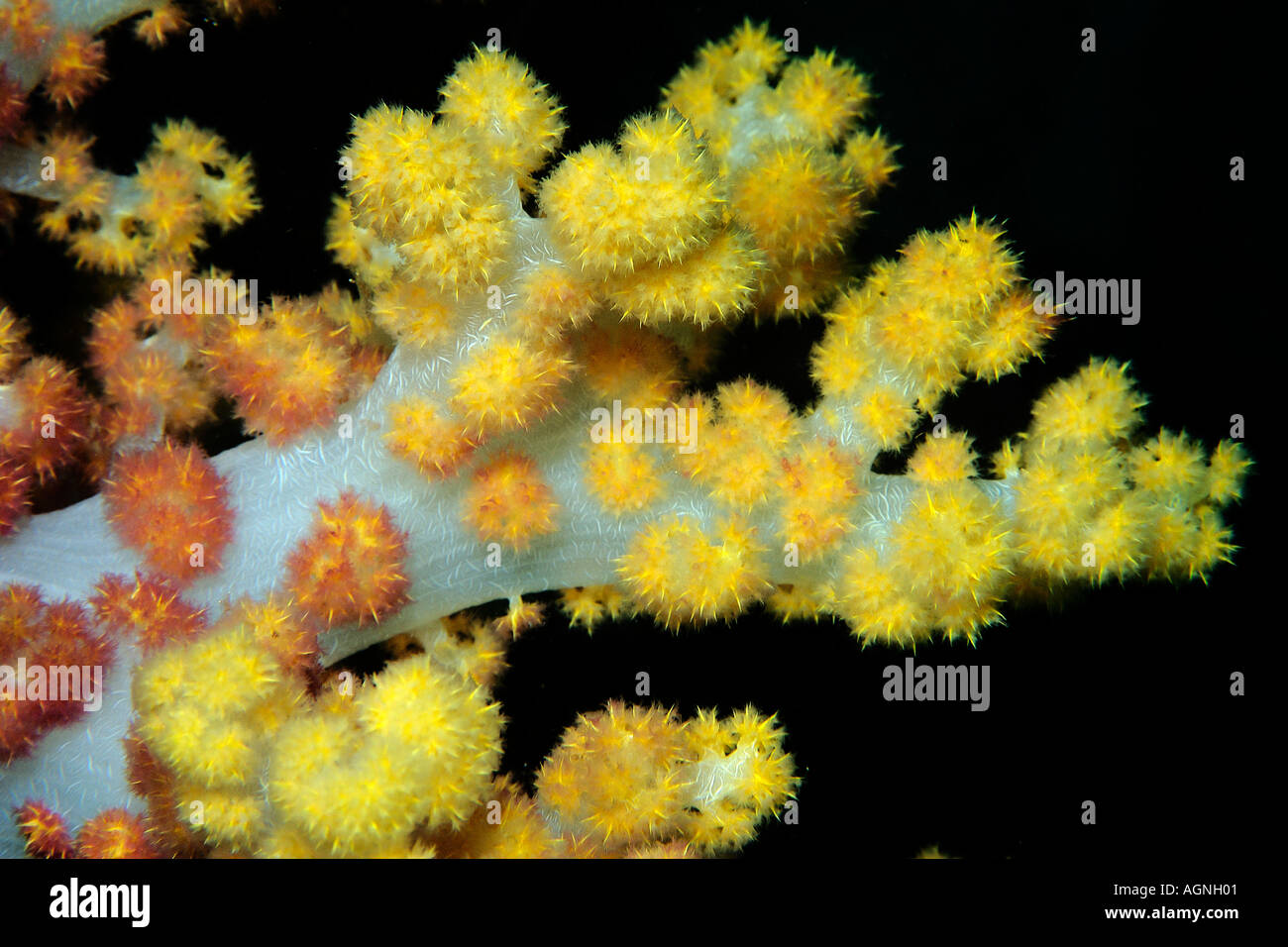 Soft coral Dendronephthya sp Lapus Lapus Island marine park Malapascua Cebu Philippines Stock Photo