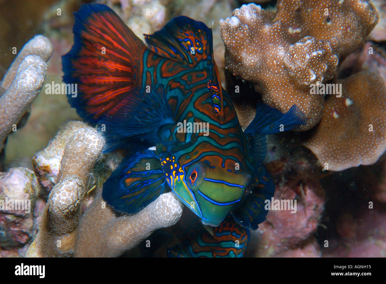 Mandarinfish Synchiropus splendidus male Malapascua Cebu Philippines Visayan Sea Stock Photo