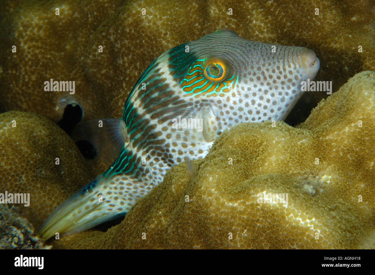 Black saddled toby Canthigaster valentini at night Lighthouse Malapascua Island Cebu Philippines Visayan Sea Stock Photo