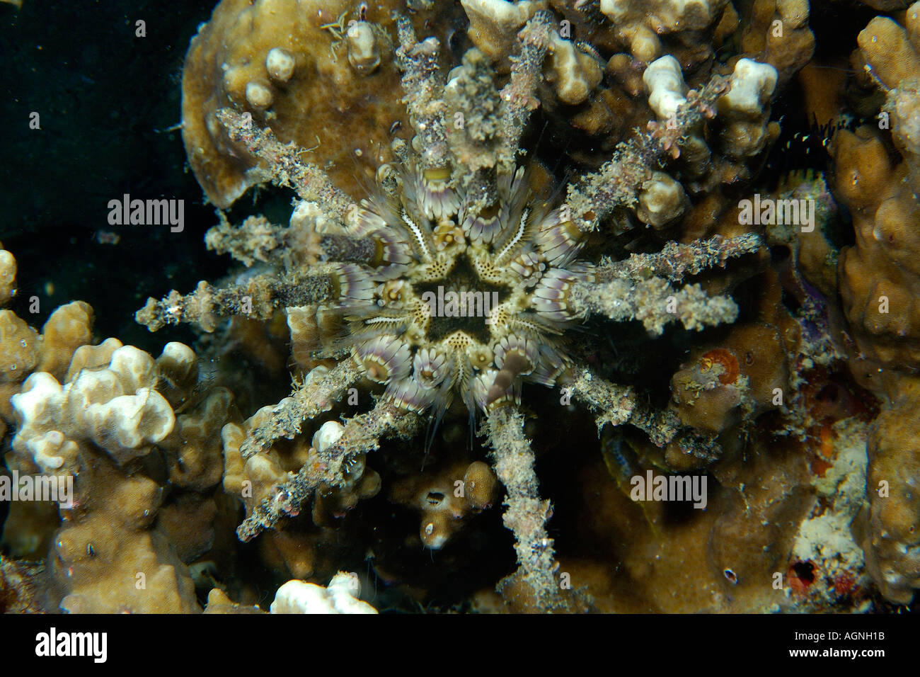 Sea urchin Prionocidaris verticillata Malapascua Cebu Philippines Visayan Sea Stock Photo
