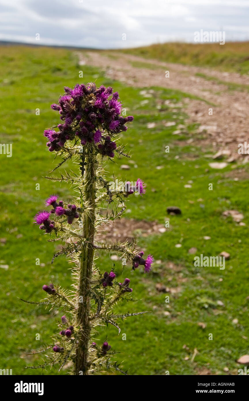 Thistle and footpath Southern Upland Way at Watchwater in Lammermuir