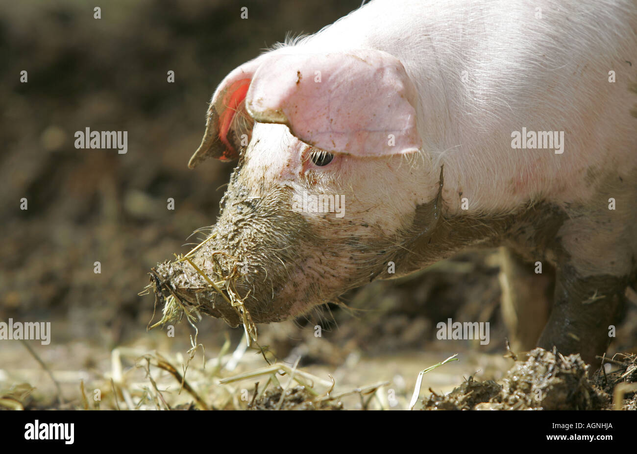 Ismaning, GER, 10. Aug. 2004 - Little pig Stock Photo