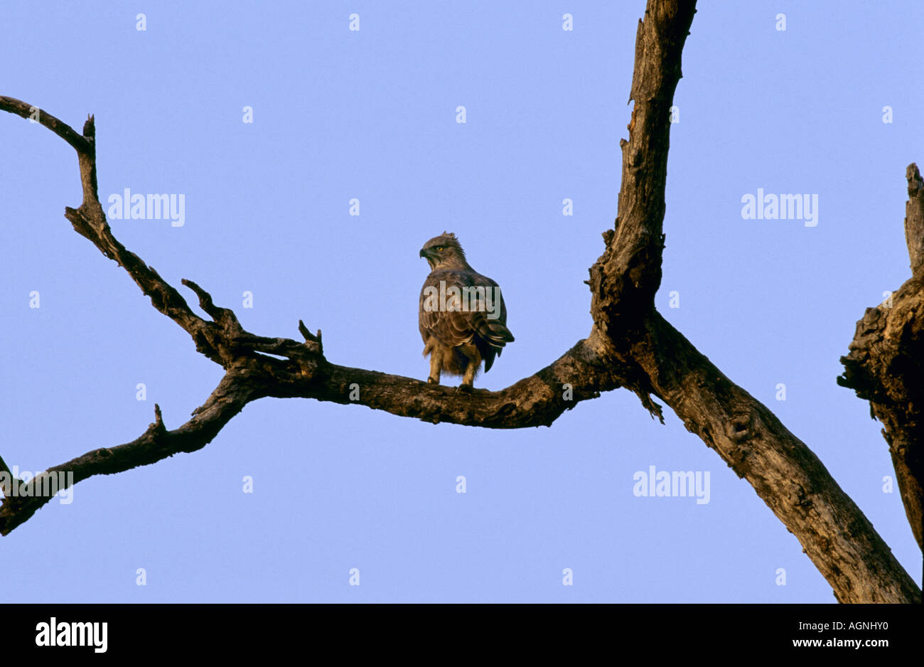 Honey Buzzard, Pernis ptilorhynchus Stock Photo