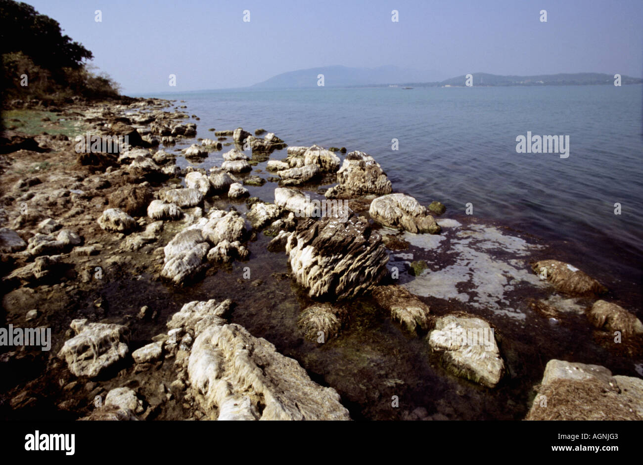 Patterns in nature Stock Photo Alamy