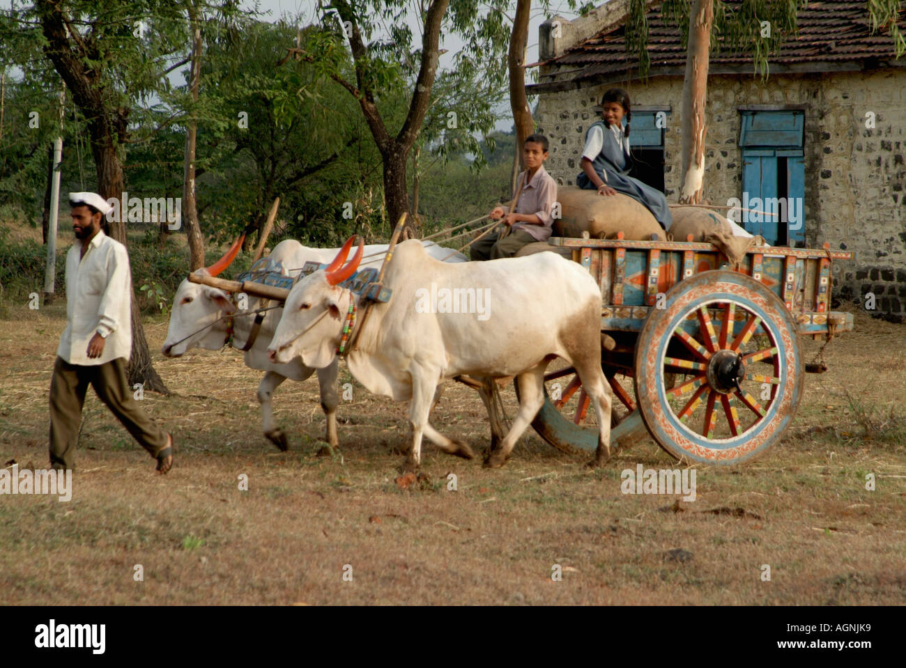 Bullock cart india hires stock photography and images Alamy