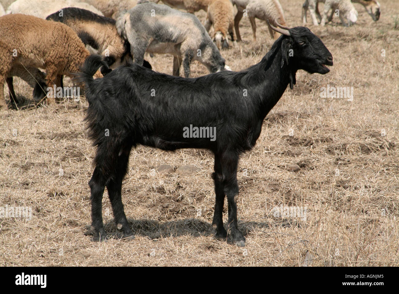 Black sheep in Maharasthra, India Stock Photo Alamy