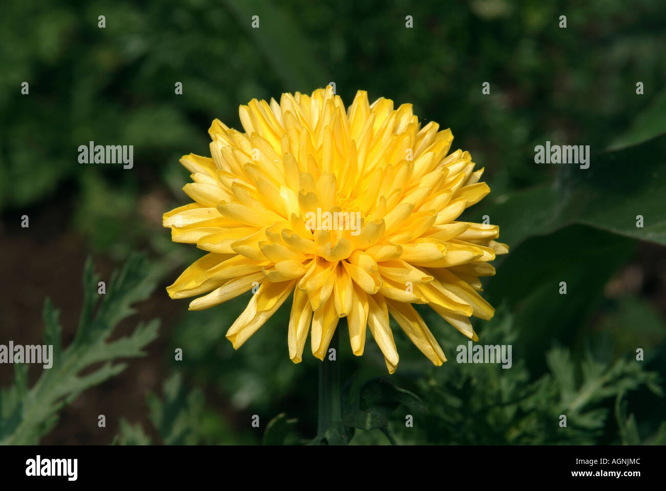 Marygold flower Stock Photo