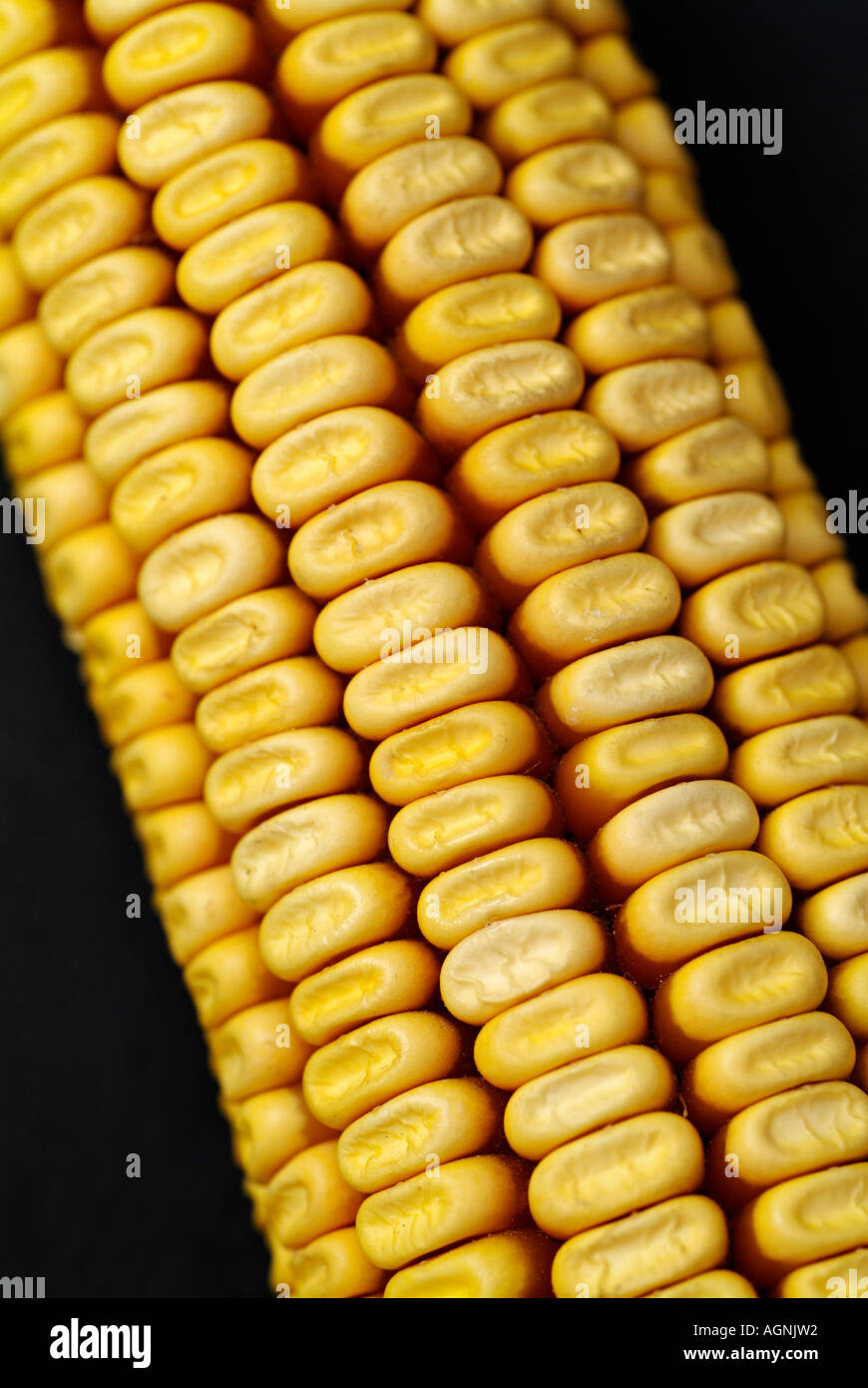 Dried Corn on the Cobb Maize Against a Black Background Stock Photo