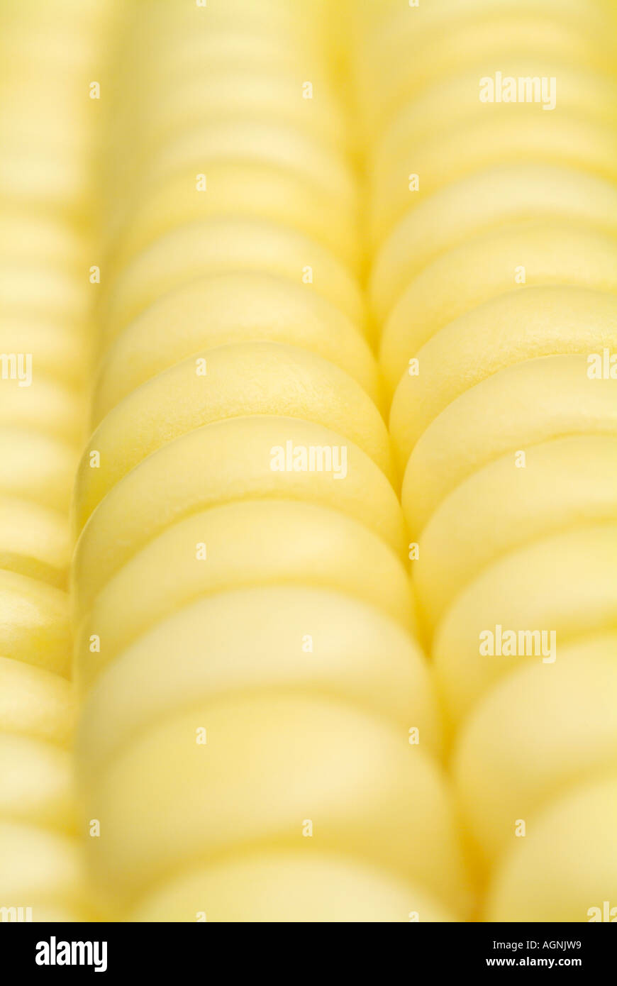 Corn on the Cobb Close Up Stock Photo