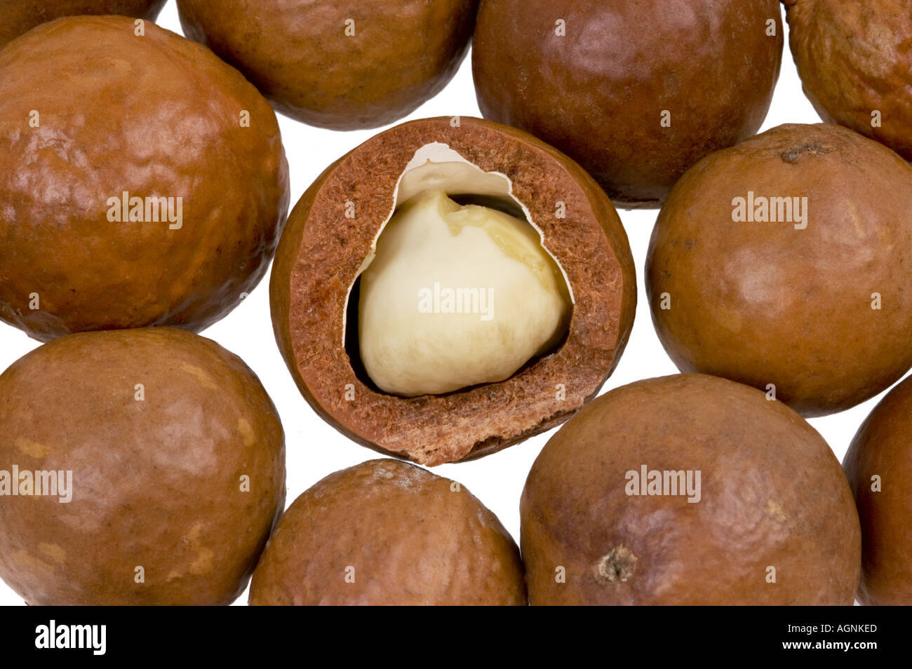 fresh nutshell nut shell peeled MACADAMIA nut from kenya kenia africa