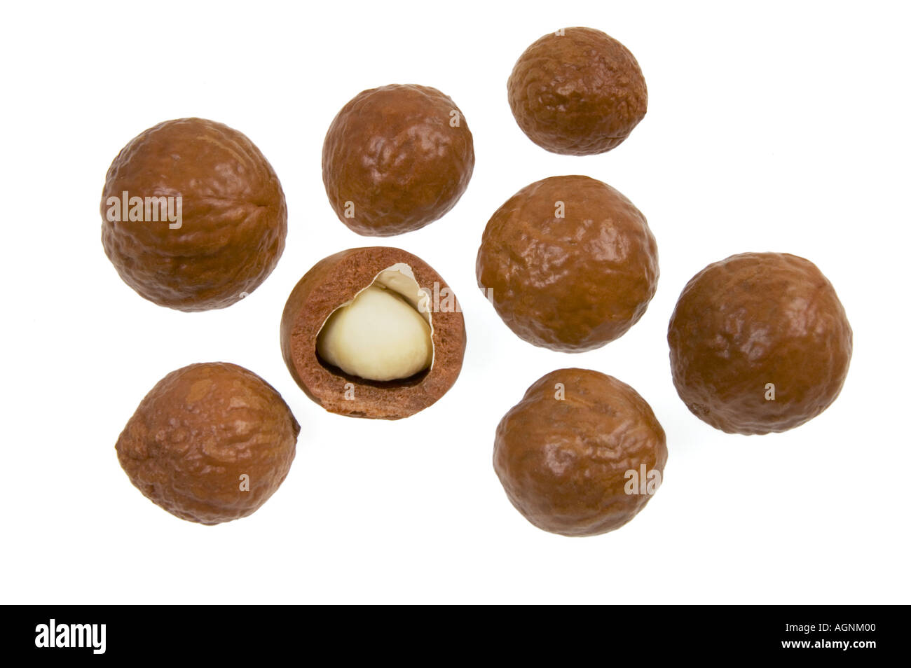 fresh nutshell nut shell peeled MACADAMIA nut from kenya kenia 