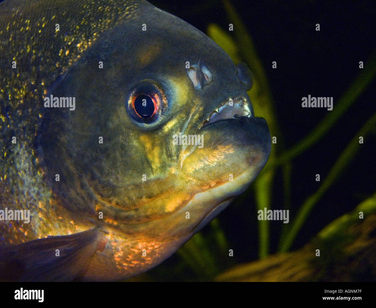 Red piranha looking for prey Pygocentrus nattereri this species of freshwater characin Stock Photo