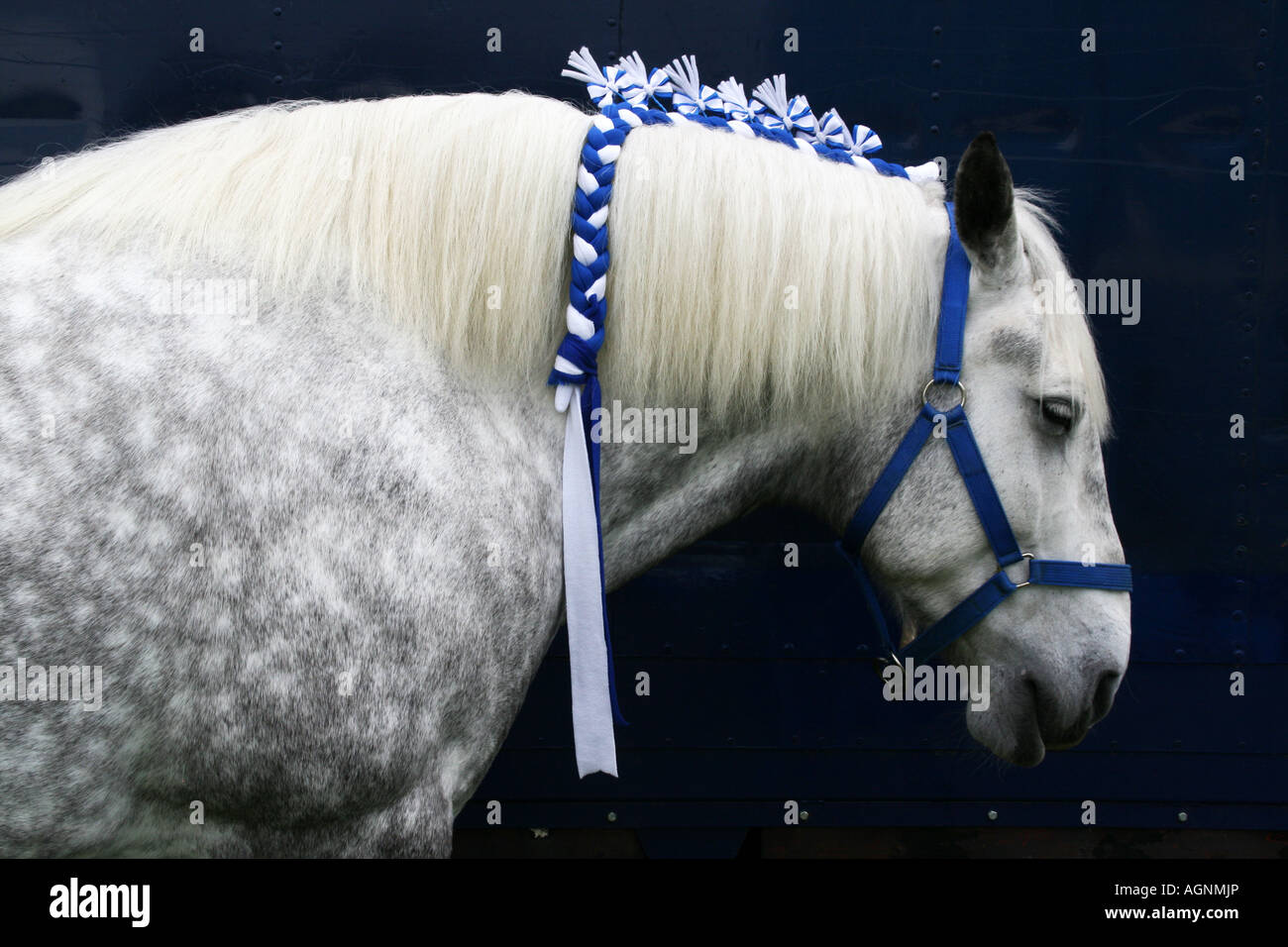Elaborate decoration on heavy horse at an agricultural show in Suffolk UK Stock Photo