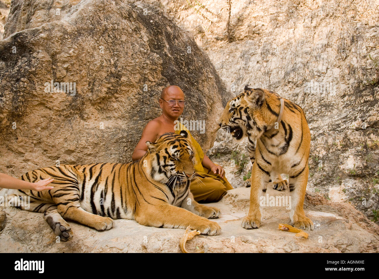 Abbot Phra Acharn Phoosit Khantidharo between tigers Wat Pa Luangta Bua Stock Photo