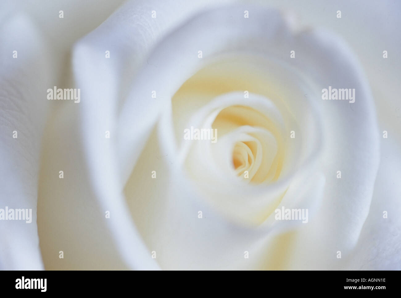 The White Rose High Resolution Stock Photography and Images - Alamy