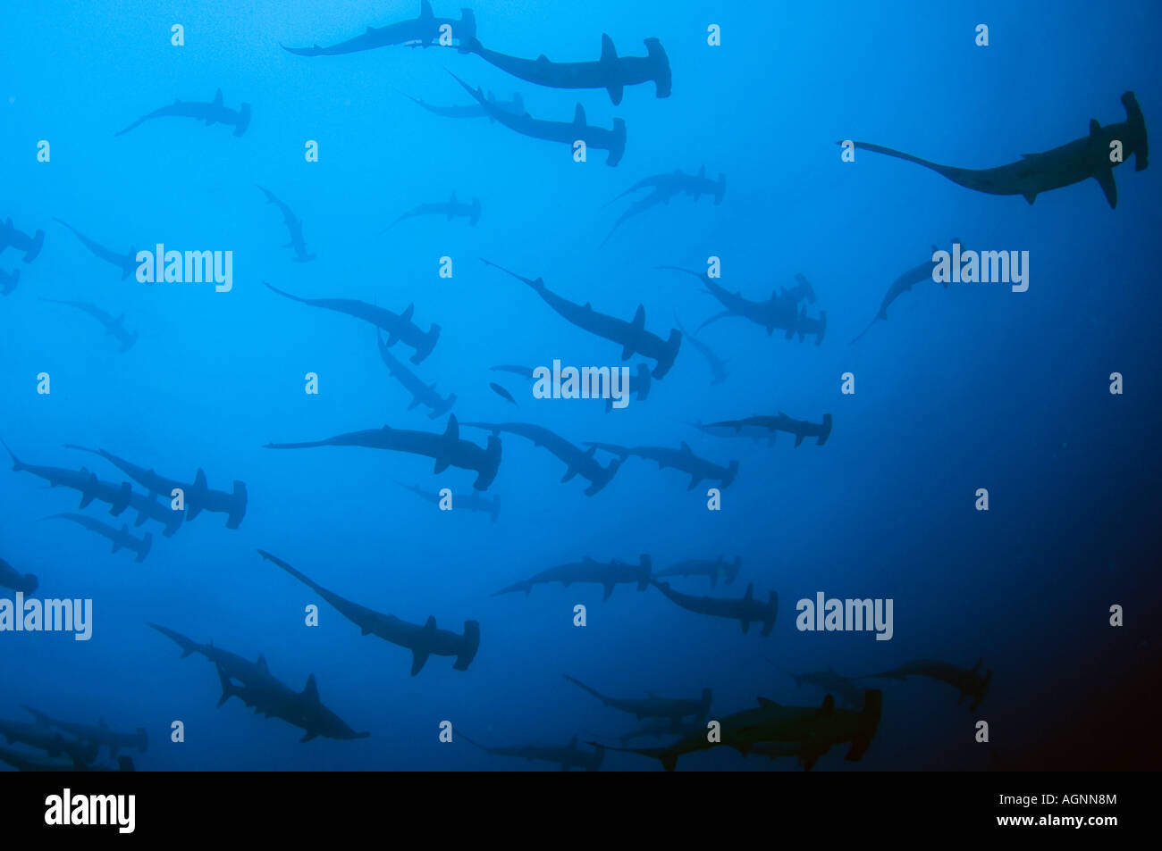 School of Scalloped Hammerheads (Sphyrna lewini) in Cocos Island, Costa