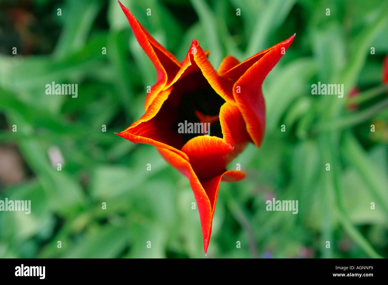 Tulip Flower red Stock Photo