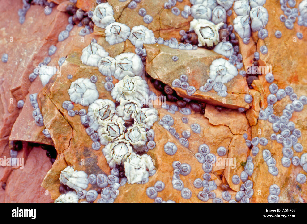 Rocksilver hi-res stock photography and images - Alamy