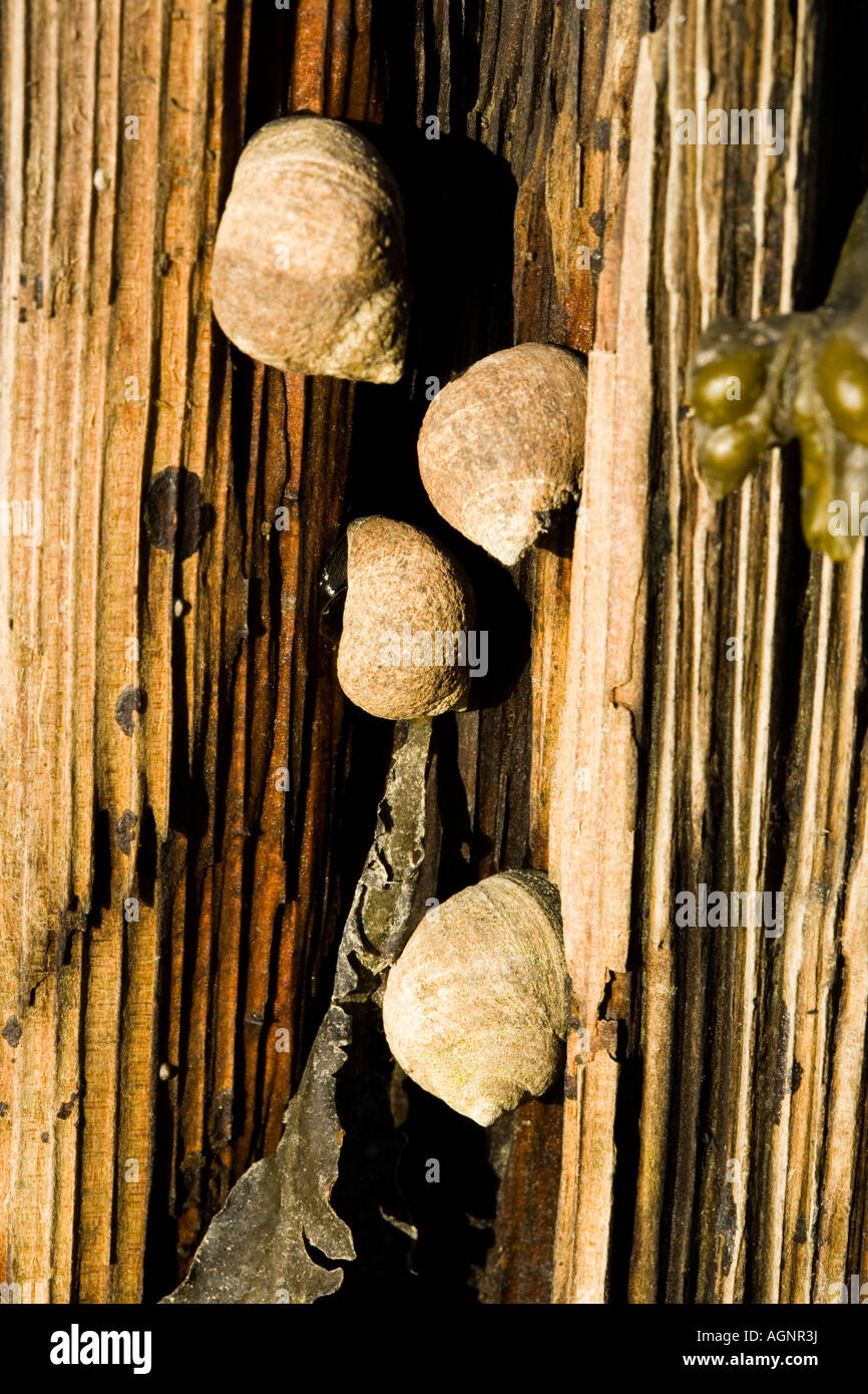 Periwinkles on an old pier piling at the Creek Farm Preserve in Portsmouth New Hampshire Stock Photo