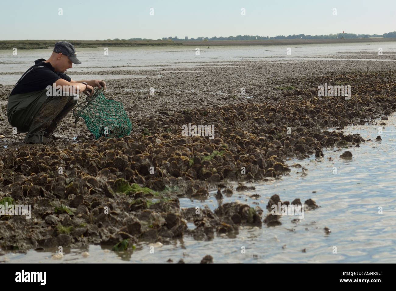 Oyster farmer at Pyfleet Creek near Colchester Essex Stock Photo