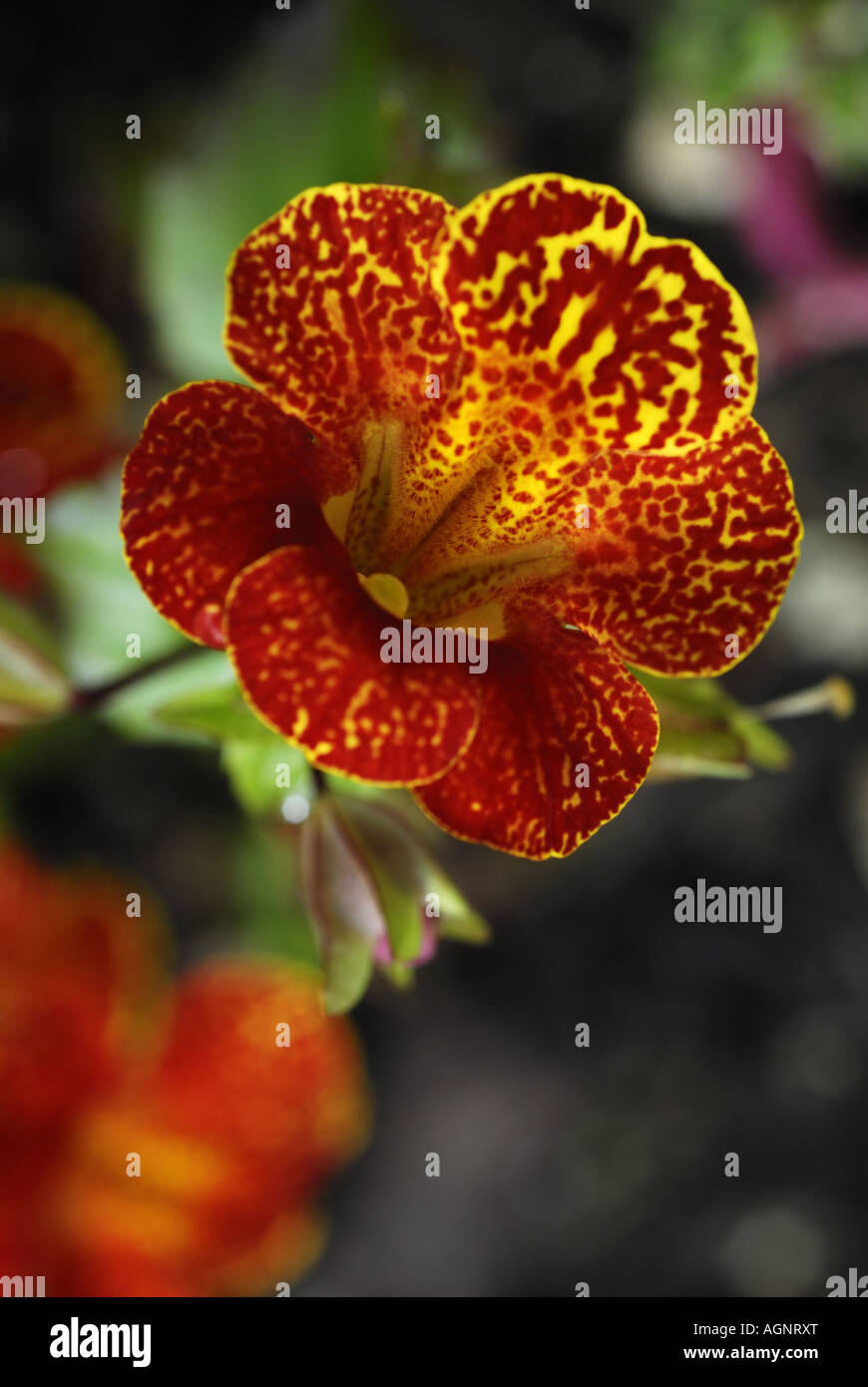 close up of red and yellow mimulus or monkey flower portrait format Stock Photo
