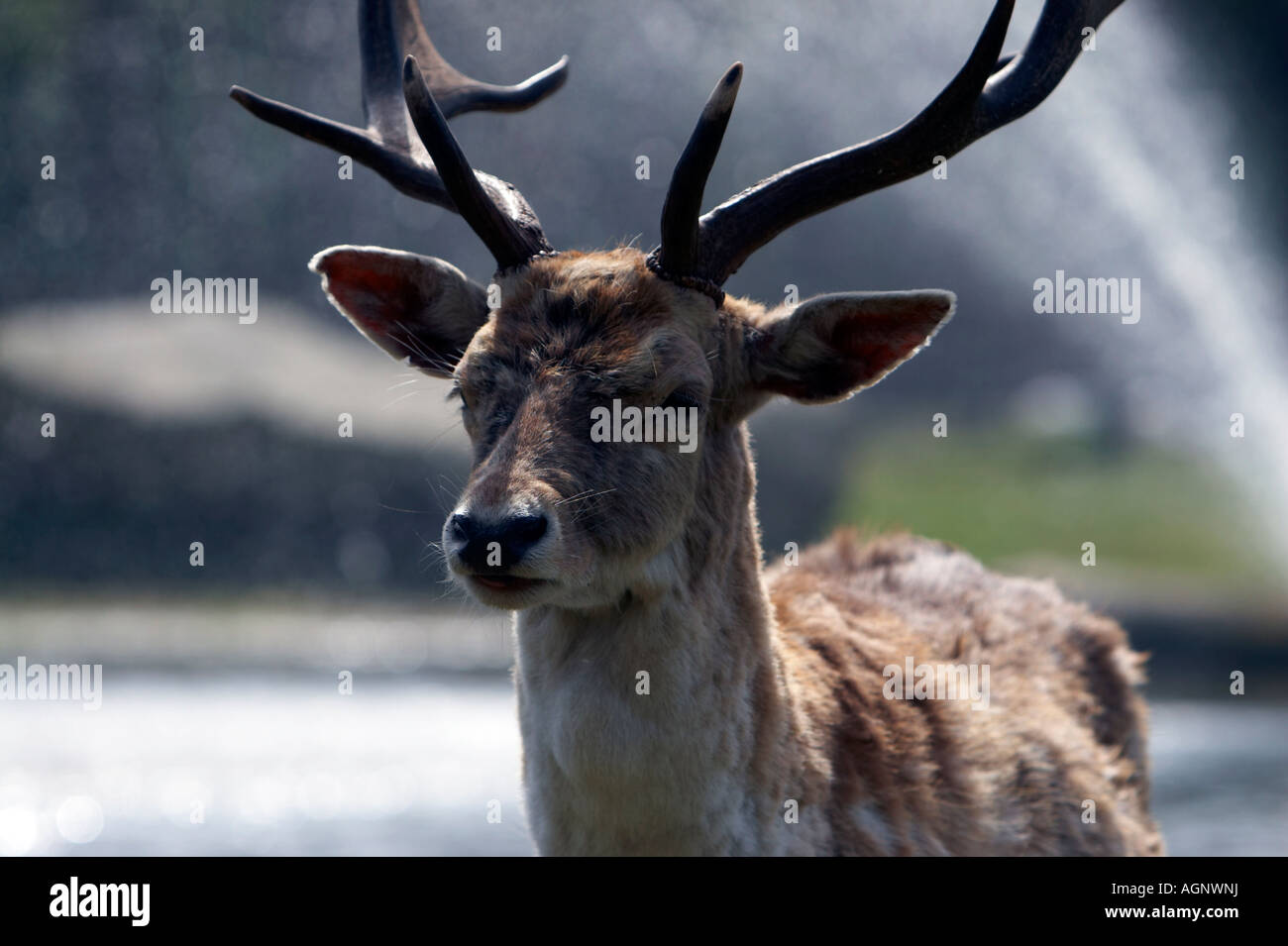 deer in a park Stock Photo