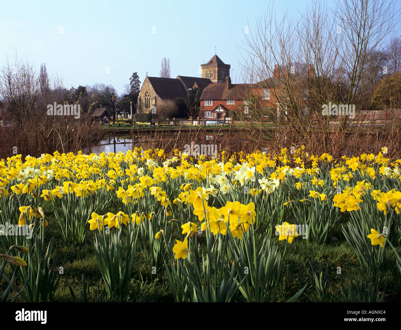 DAFFODILS by CHIDDINGFOLD VILLAGE POND in spring season. Chiddingfold Surrey England UK Europe Stock Photo