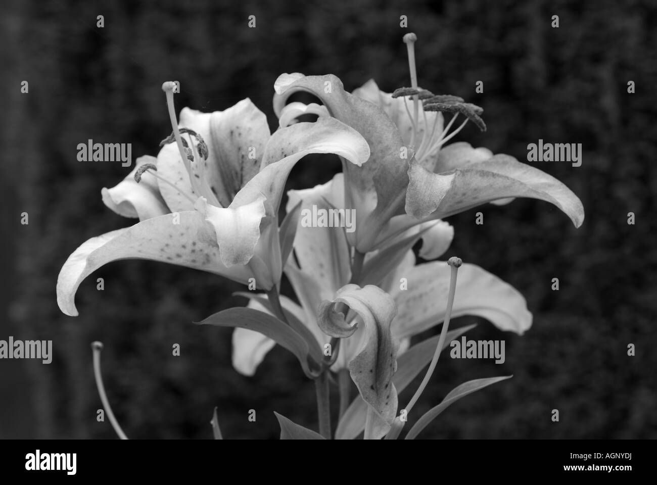 Asiatic lily lilies Black and White Stock Photos & Images Alamy