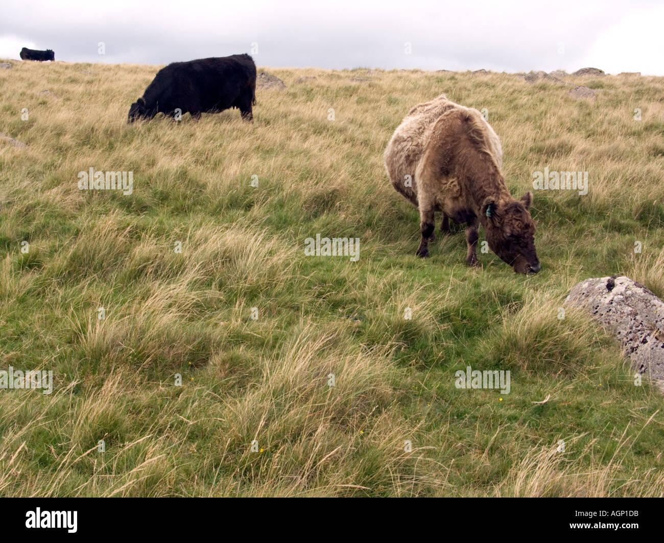Cattle rough grazing on Dartmoor, Devon, England Stock Photo Alamy
