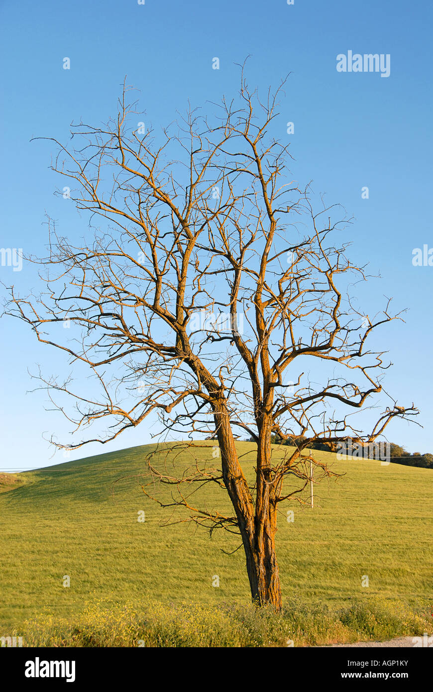 Tree in spanish field Stock Photo Alamy