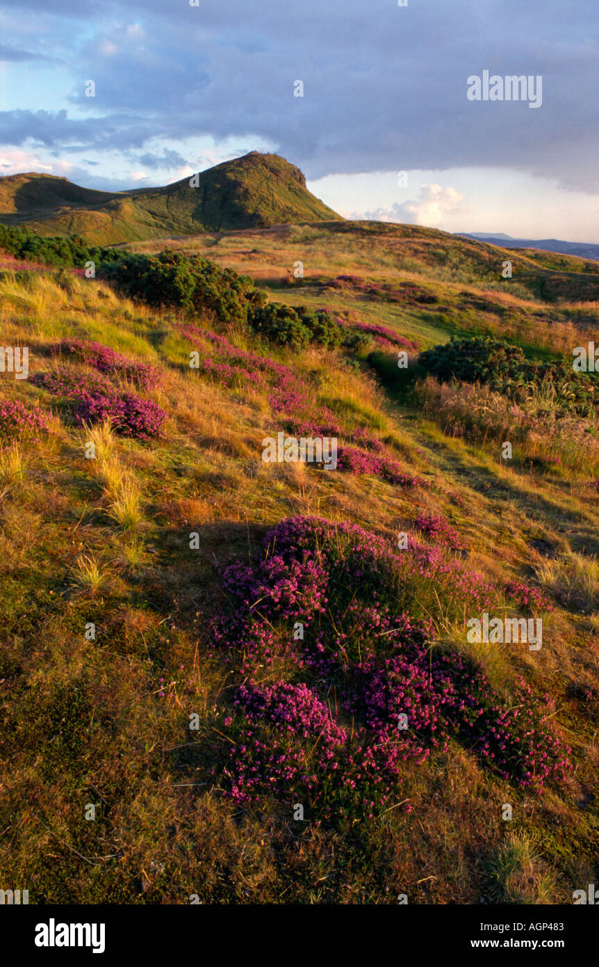 Pink heather and heath with Arthur's Seat in the background in the ground of Holyrood Park Edinburgh, Scotland Stock Photo