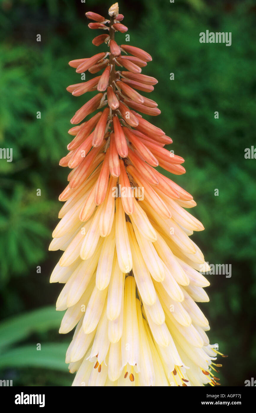 Kniphofia Toffee Nosed Stock Photo Alamy