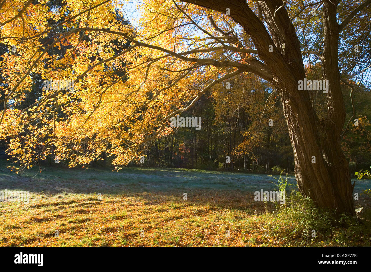 Light shines through the yellow leaves of a sugar maple in fall in