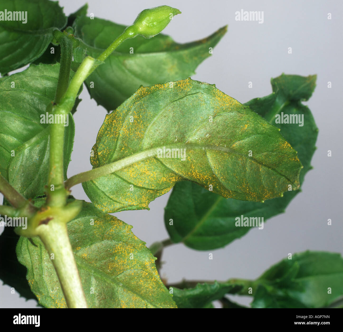 Fuchsia rust Pucciniastrum epilobii early infection on the underside of a Fuchsia leaf Stock Photo