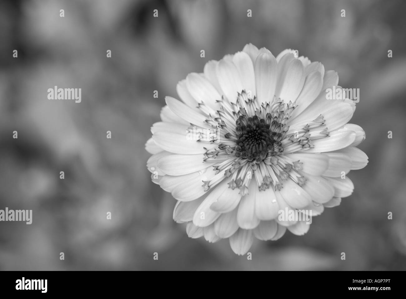 Marigold flower black and white. landscape format, subject bottom right Stock Photo
