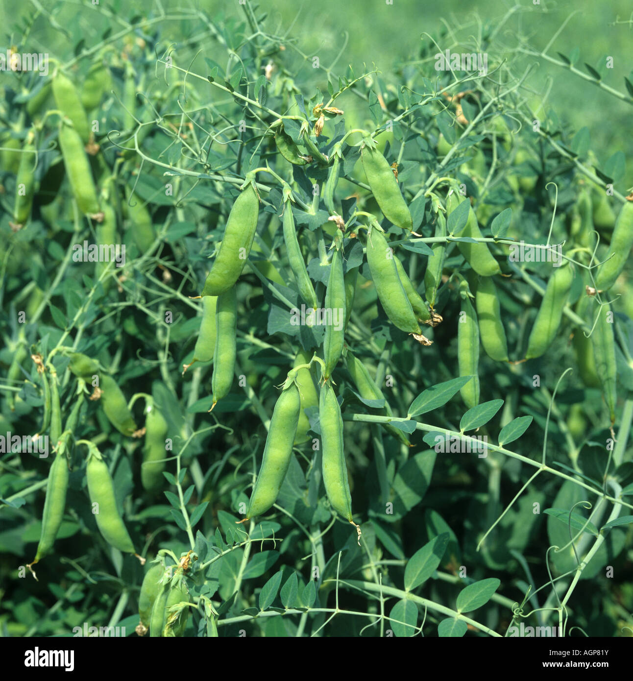 Mature pods of marrowfat peas variety Progreta on crop plants Stock Photo