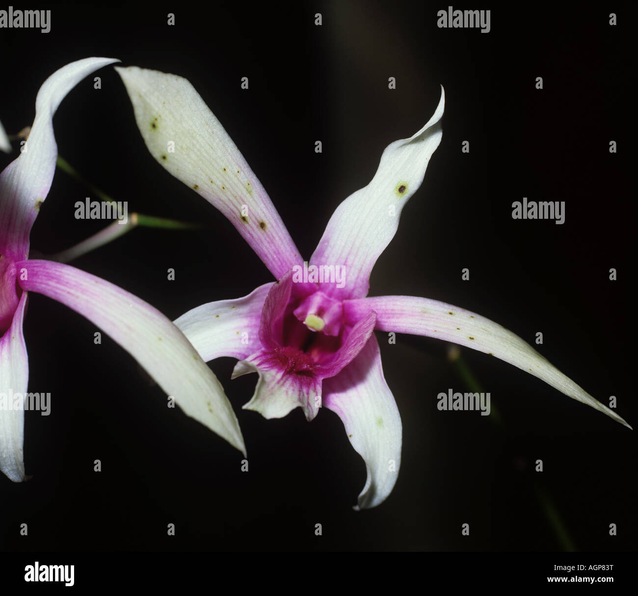 Flower rusty spot Curvularia eragostidis on cultivated orchid flower Thailand Stock Photo