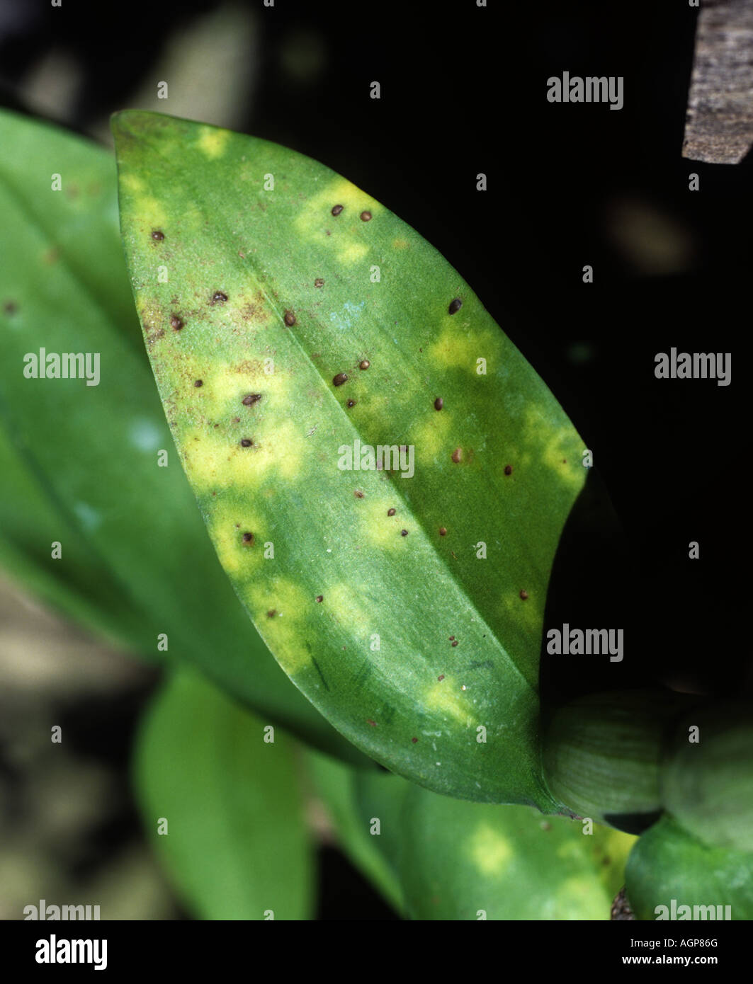 Alternaria leaf spot Alternaria sp on cultivated orchid leaf Thailand Stock Photo