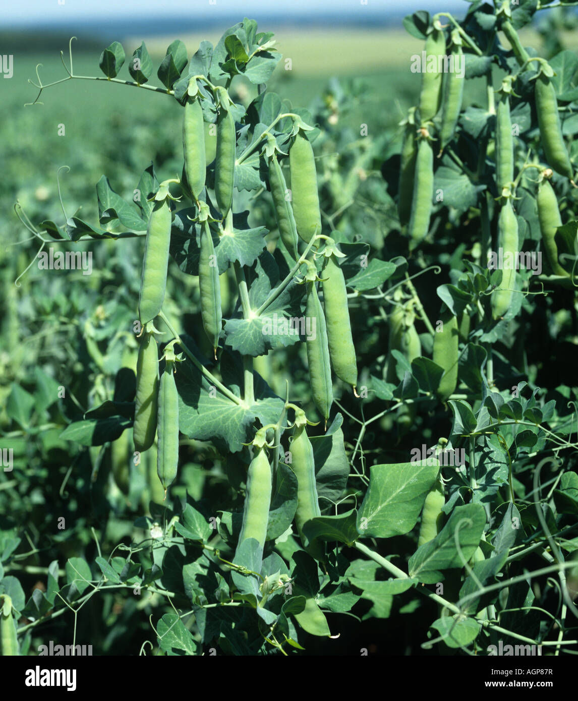Pea crop in mature pod marrowfat variety Maro Stock Photo