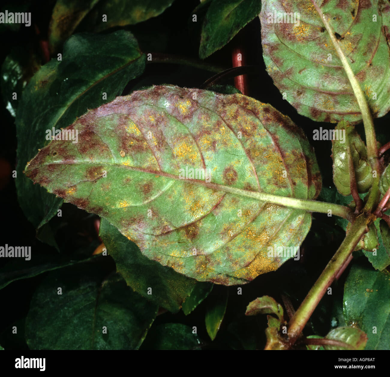 Fuchsia rust Pucciniastrum epilobii pustules on lower surface of a fuchsia leaf Stock Photo