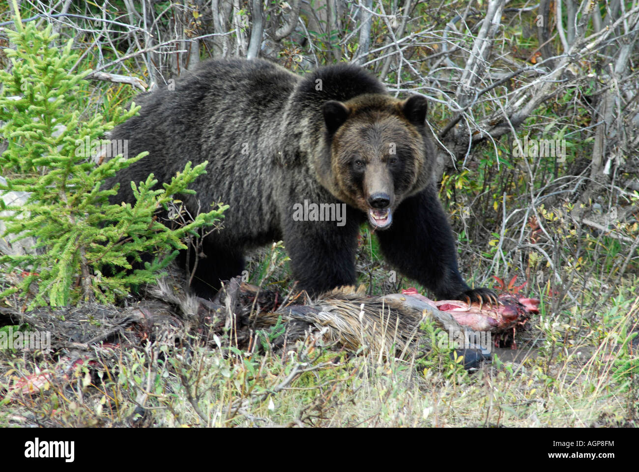 Grizzly bear eating a roadkill moose in British Columbia Stock Photo
