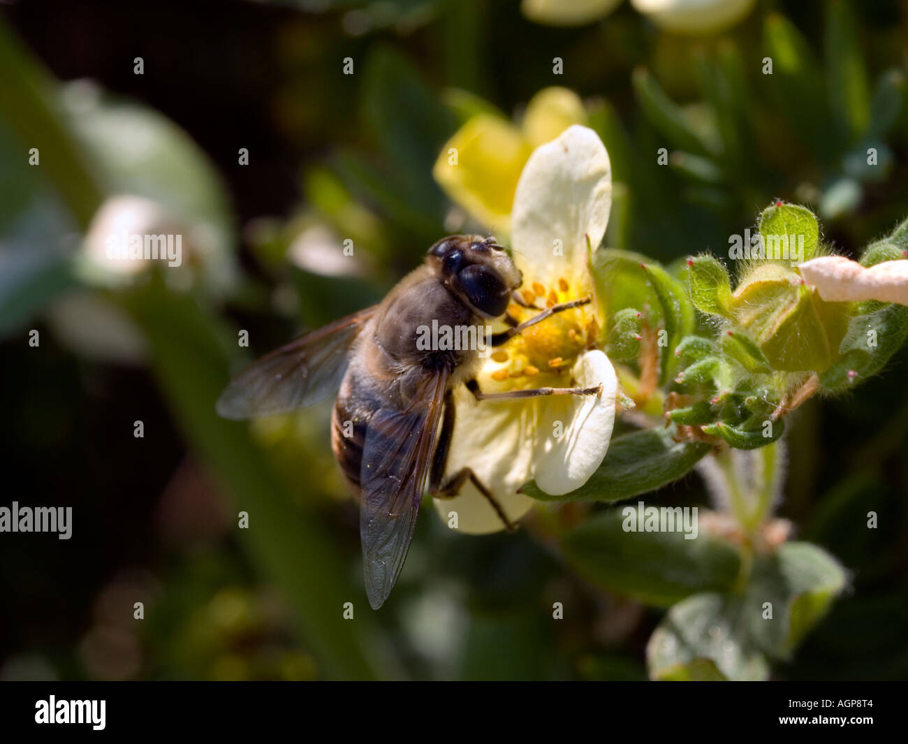 Nectar Collection Bee collecting nectar from a flower in mid-summer Stock Photo - Alamy