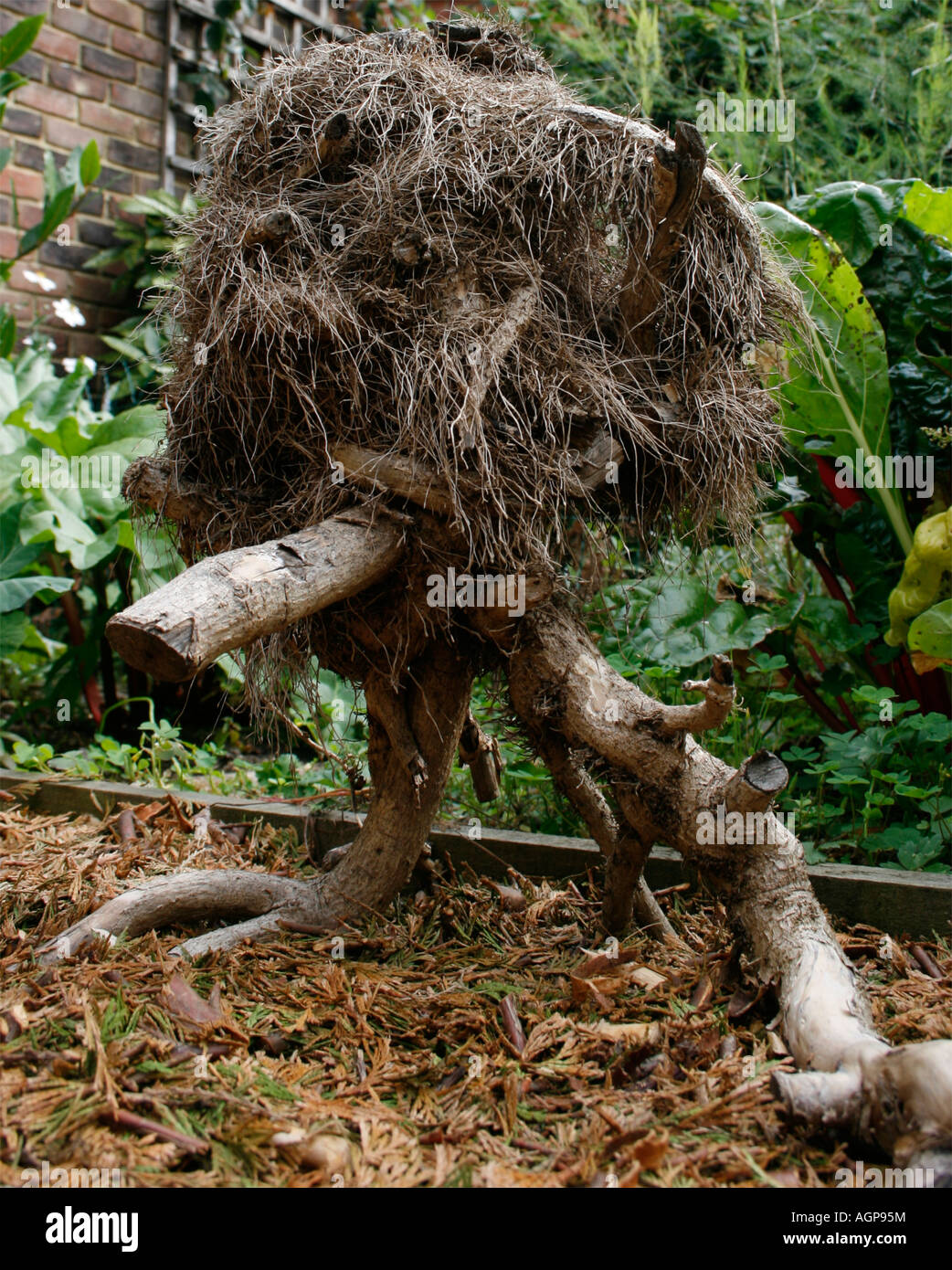 An Ivy root ball Sculpture in a vegetable garden Stock Photo
