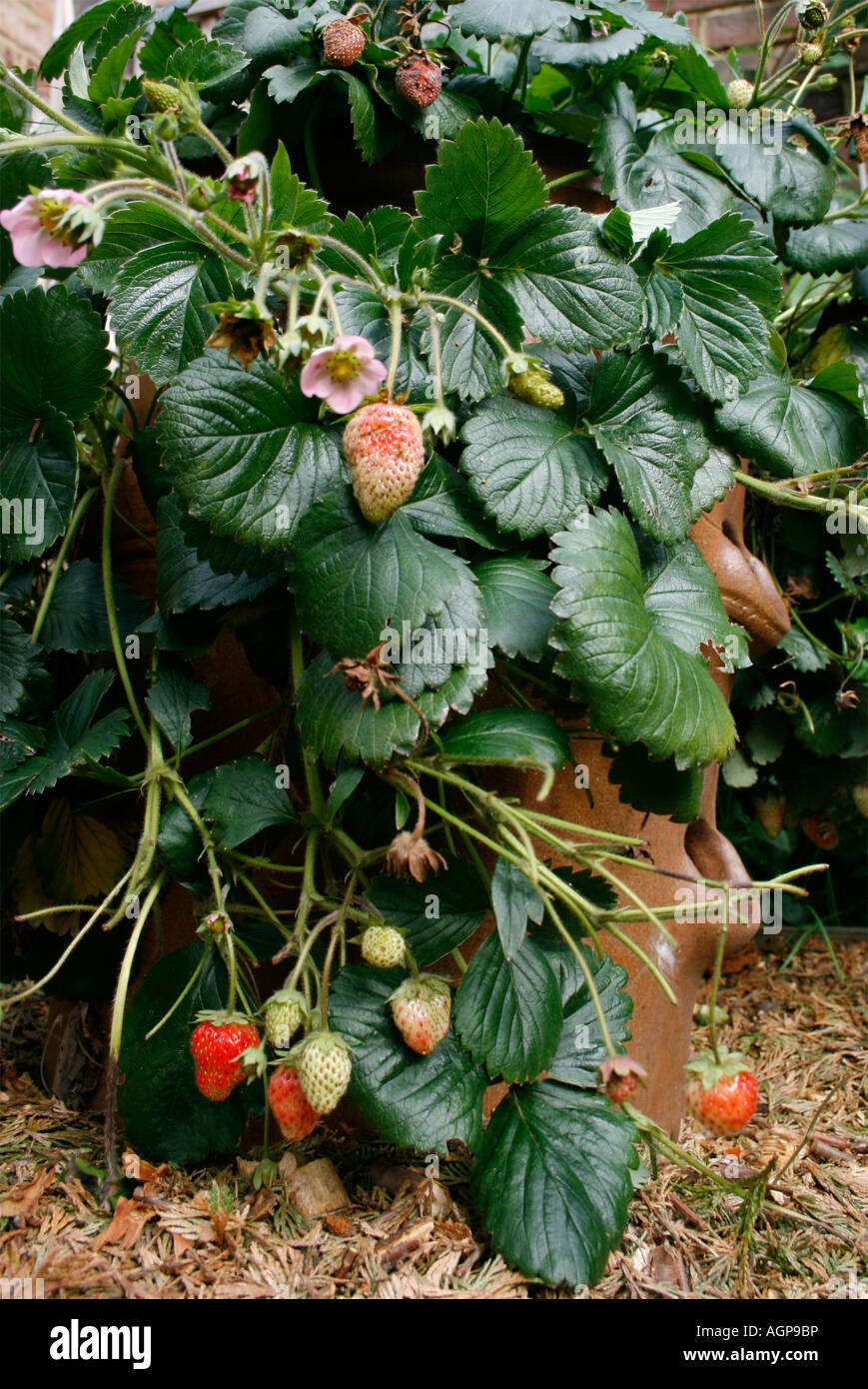 Strawberries growing in a garden container Stock Photo Alamy