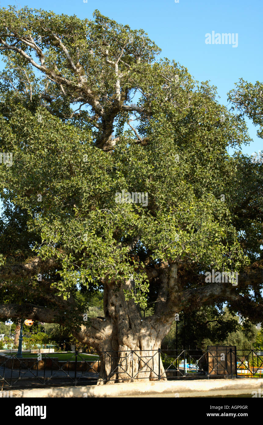 Cyprus Agia Napa Ancient Sycamore Fig Ficus Sycomorus Tree Stock Photo 