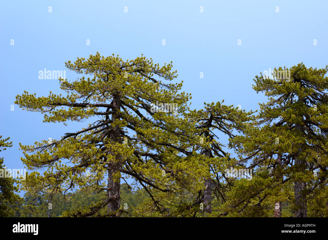 Cyprus Troodos mountains Black pine tree Pinus nigra Stock Photo