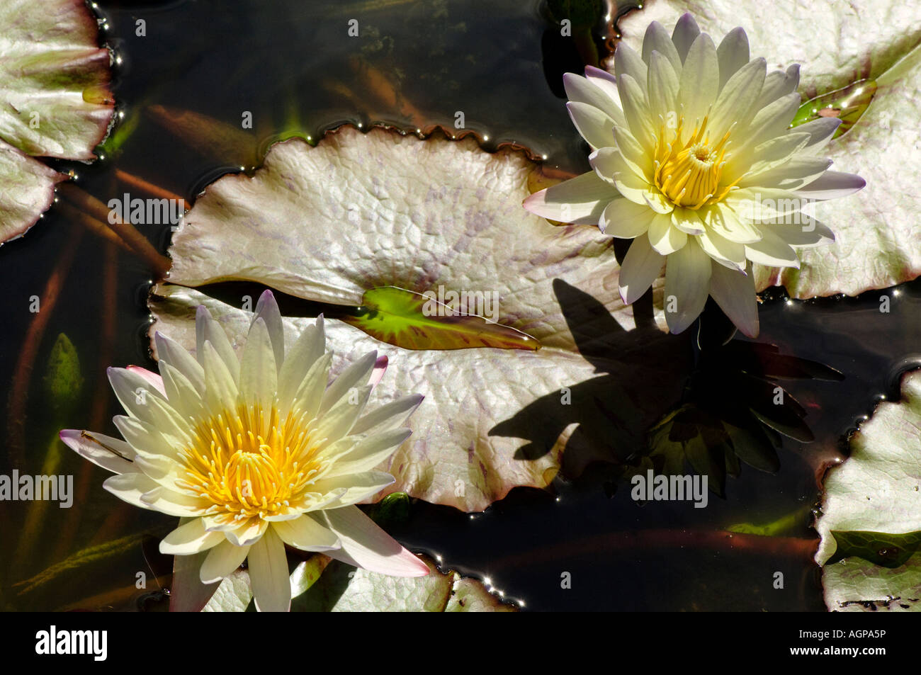 Two waterlilies with a dragonfly on one Stock Photo