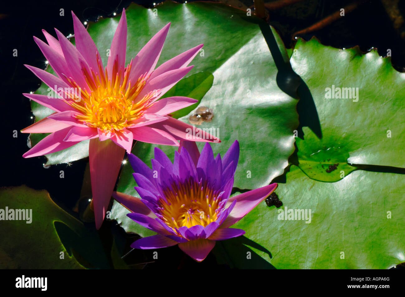 Two brightly colored waterlilies Stock Photo