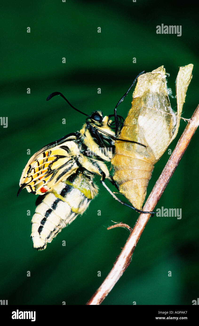 Swallowtail butterfly hatching hires stock photography and images Alamy